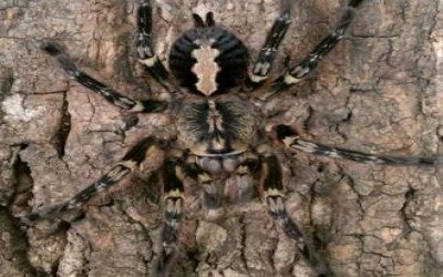 POECILOTHERIA ORNATA MM TARANTULA